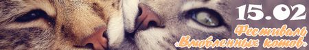 Фестиваль кошек День Влюбленных Котов
