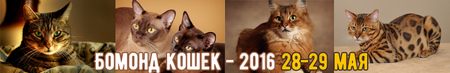 Бомонд кошек 2016