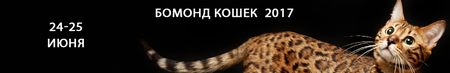 Выставка-продажа БОМОНД КОШЕК 2017